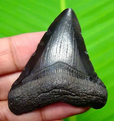 Megalodon Shark Tooth - 2.08” - Shark Teeth - Real Fossil - Natural - Megladone • $29