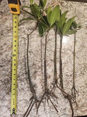 5X Large 12  - 18  Red Mangrove Rhizophora Aquatic Plant Pond US Farm Loose Live • $45