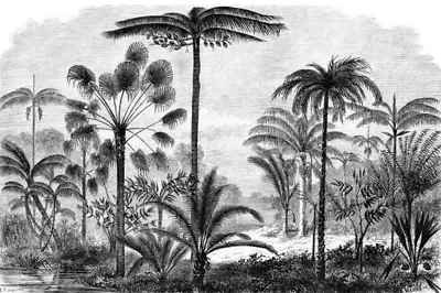 Black And White Tropical Plant Tropical Wallpaper Mural TV Stickers Home Decor • $74.61