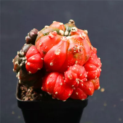 Astrophytum Asterias Variegated Degrafted No Roots Rare Cactus Cacti 7252 • $19.99