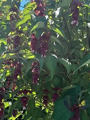 1 HYMALAYAN HONEYSUCKLE Plantfast Large Growinghardy Perennial.need Space. • £4.99