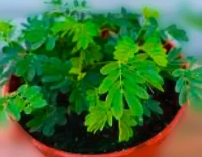  Live Mimosa Bonsai Tree For Medicinal Use Anxiety  • $8.99