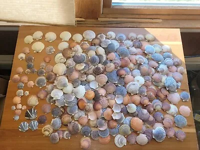Large Lot Bay Scallop Shells: Various Sizes Colors • $19