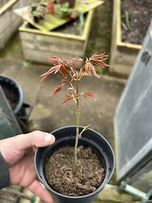 Japanese Maple Acer Tree • £20