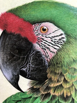 £25 • Buy ‘Buffon’s Macaw’ Eric Peake MBE, Artist Signed Print 14”x11” Overall Mount