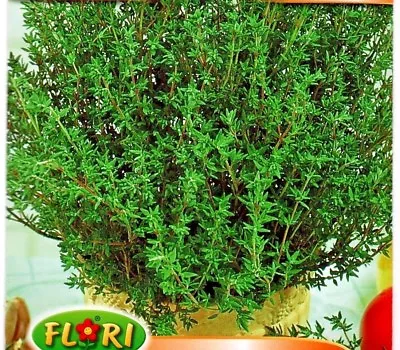 £1.69 • Buy Thyme - Thymus Officinalis - 3000 High Quality Herb Seeds /303