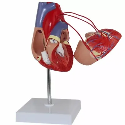 1:1Life Size Human Heart Model Cardiac Bypass Anatomical Model 2Parts Detachable • $42.40