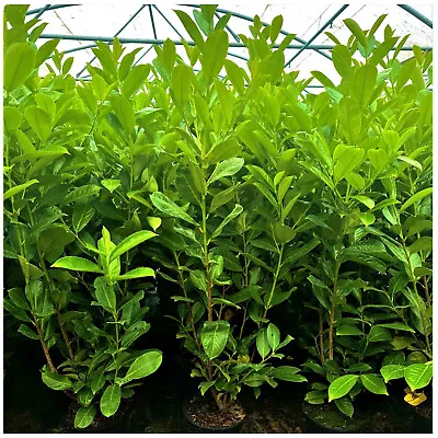 10 Cherry Laurel Hedging Plants 2-3ft Evergreen Prunus Rotundifolia In 3L Pots • £89.99