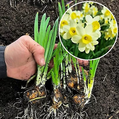 Daffodil Bulbs Narcissus Minnow IN THE GREEN Spring Flowering Bulb Garden Plants • £12.95