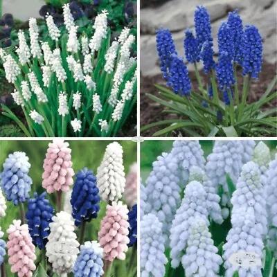 Muscari White Blue Garden Grow Flowers Bulbs Spring Plants Perennials ⭐️⭐️⭐️⭐️⭐️ • £3.99