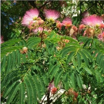 15+Mimosa Tree Seeds (Albizia Julibrissin) Persian Silk Flower TREE Of Happiness • $3.24