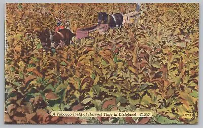Dixieland~Tobacco Field @ Harvest Time~Horse-Mule Drawn Plow~Linen Postcard • $2.80