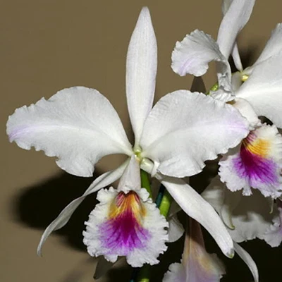 $32.20 • Buy RFO Cattleya Labiata Semi Alba (C1253) X Semi Alba (S108)
