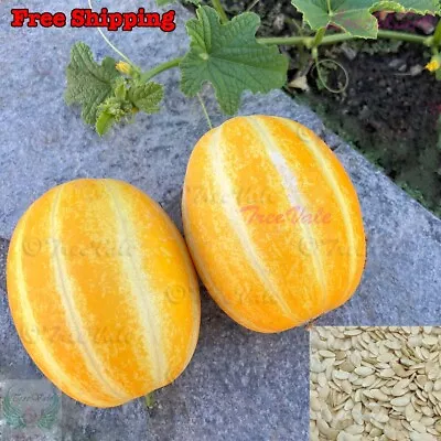 Golden Sweet Korean Musk Melon Seeds | Organic Vegetable Garden NON-GMO • $2.50