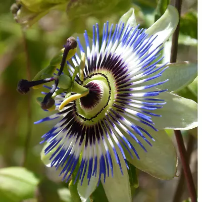 £2.99 • Buy Passion Fruit - Passiflora Edulis Seeds