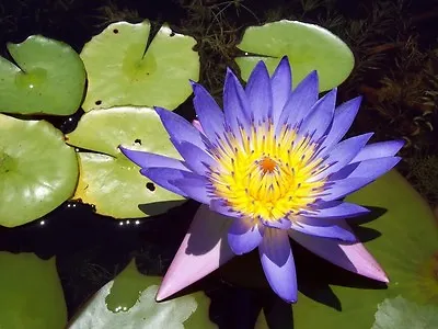 10 BLUE WATER LILY Pad Nymphaea Caerulea Asian Lotus Flower Pond Seeds *Comb S/H • £2.81
