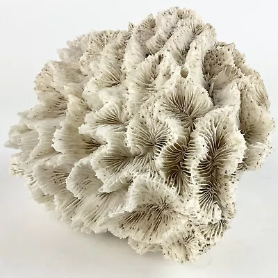 Dried Brain Coral Fossil Beach Ocean Sea Reef Fish Tank Aquarium Decoration N#1 • $19.99