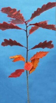 4 Red Oak Tree 30-40cm • £8