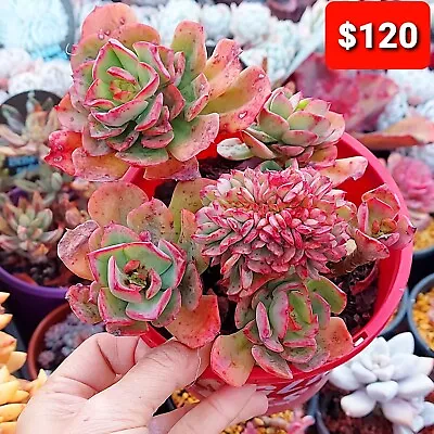 Tina Crested-rare Succulents • $120