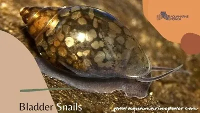 £6.50 • Buy 15 Tadpole BLADDER Snail Tropical Aquarium Algae Cleaner Crew Pond Snails