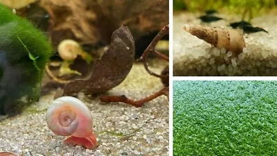 Pink Pearl Ramshorn Malaysian Trumpet Snail Duckweed Fresh Water Aquarium Live • £6.50