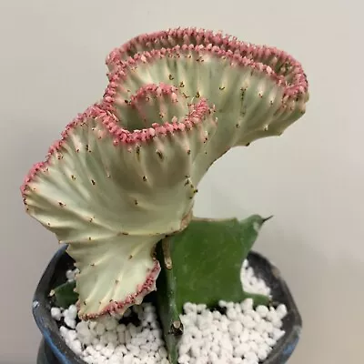 Pink Euphorbia Lactea Variegated Crested Pot 11 Cm • $110