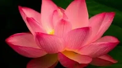 Scarlet Lotus/Water Lily Flower/Bonsai Lotus/Ponds / Bow/5 Fresh Seeds • £3.95