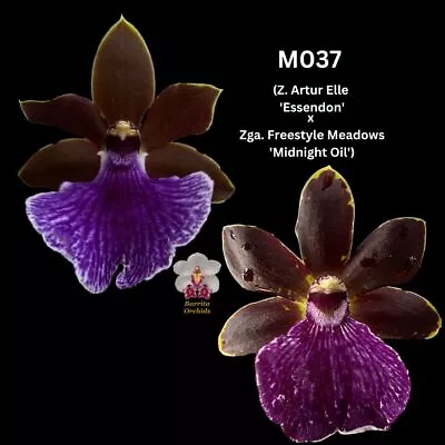 Zygopetalum Flask M037 (Z. Artur Elle ‘Essendon’ X Zga. Freestyle Meadows ‘Midni • $130