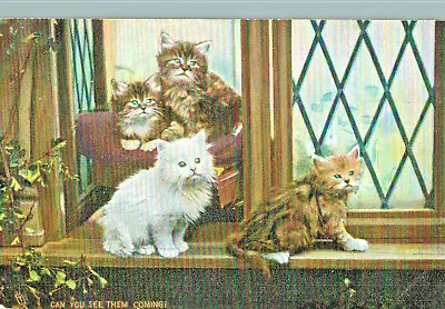 VIntage Postcard-Four Kittens On A Window Sill Tucks PC • $7.99