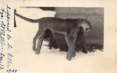 J86/ Interesting RPPC Postcard C1924 Mountain Lion Hunt Killed Child 486 • $25.30