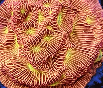 Jacko Lanterns Leptoseris ENCRUSTING LPS CORAL Frag NOT SPS ZOA SOFT • £19.95