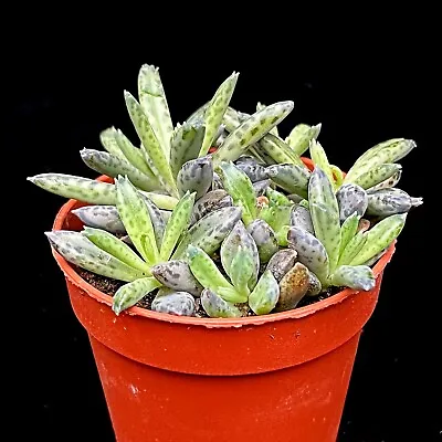 Kalanchoe Tubiflora 'Chandelier Plant' Succulent Houseplant In 5 Cm Pot • £4.99