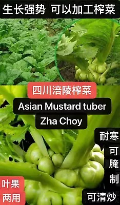 300+Asian Stem Mustard Tuber Zha Choy Swollen Knob Tsa Tsai Seeds 300多粒四川涪陵榨菜种子 • $3.99