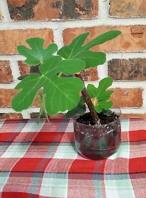 Fig Tree Live Plant In A 3 Inch Pot • $10