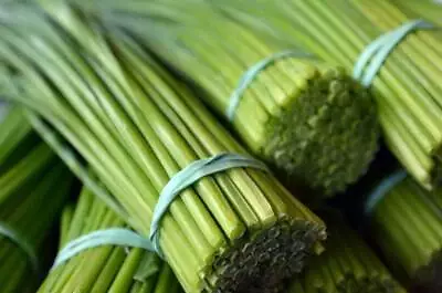 $20.95 • Buy PREMIUM HIGHLY SCENTED REED DIFFUSER REFILLS -Lemongrass Fragrance
