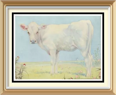 Vintage DETMOLD C1930 Baby Animal Art Print - THE CALF Farming Farm Cow Cattle • $1.55