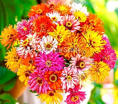 Zinnia Burpeeana Giants Mix Cut Flower Drought Tolerant - 120x Seeds - Flower • £2.29