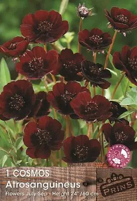 Chocolate Cosmos Flowering Scented Summer Bulb/Root  X1 WPC Prins Quality • £3.95