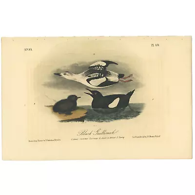 Audubon Birds Octavo 2nd Ed 1856 H/c Lithograph Pl 474 Black Guillemot • $25.35