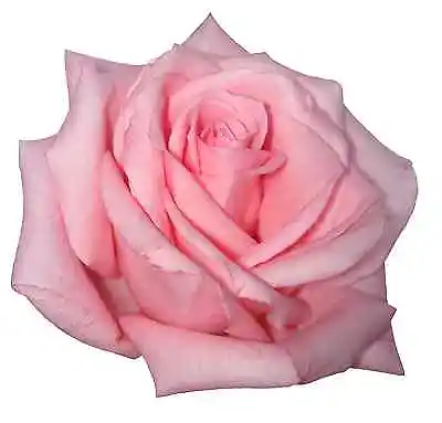 30 Premium Pink Rose Flowers Edible Flat (not 3d) Rice Paper Cup Cake Toppers D2 • £6.47