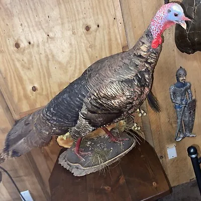 Vintage Monster Turkey Taxidermy Full Body Mount 10  Beard Huge 40 + Man Cave • $300