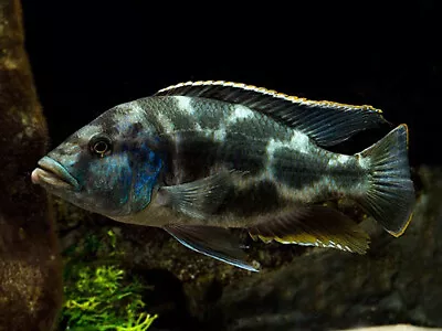 Nimbochromis Livingstonii ** Malawi Cichlid **  Peacock Cichlid • £7.99