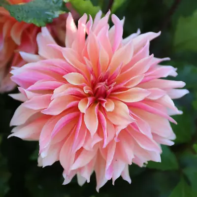 Size #1 Clump Decorative Dahlia Tropical Peach-Pink Labyrinth Tuber Gift Package • $10.99