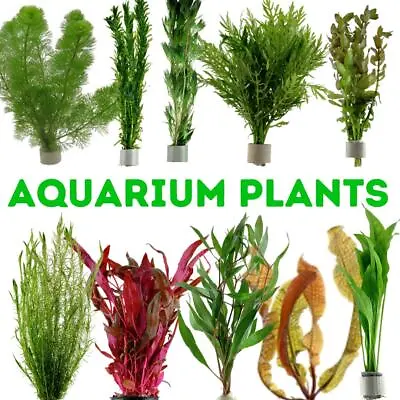 Live Aquarium Plants Bunched For Tropical Fish Tanks Coldwater Aquatic Assorted • £7.20