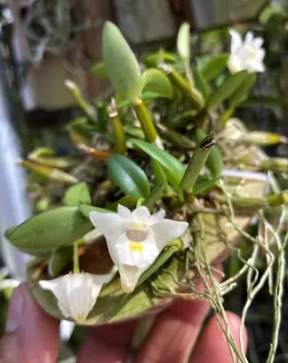 SE ASIA MINIATURE DENDROBIUM ORCHID SPECIES Pachyphyllum Mounted Large BS • $50