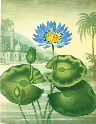 Blue Egyptian Waterlily Flower Plant Old Print Picture Floral 1990 CNHPP#53 • £3.99