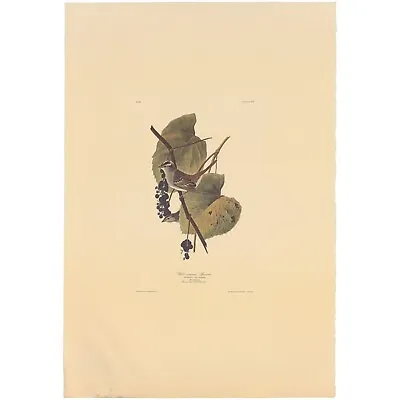 $100 • Buy Audubon Amsterdam Ed Dbl Elephant Folio Lithograph Pl 14 White-crowned Sparrow