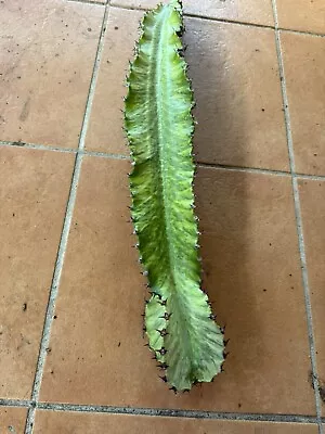 EUPHORBIA Ammak Cutting 58cm Long • $50