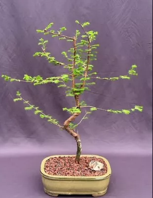 Trained Redwood Bonsai Tree 24  Tall Outdoor Metasequoia Glyptostroboides • $339.95