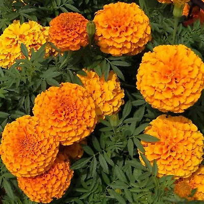 200 Orange Crackerjack Marigold Seeds Organic Non Gmo Tall Plant Big Flower • $2.69